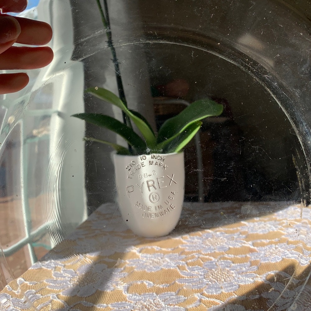 Pyrex plates - Picture 7 of 13